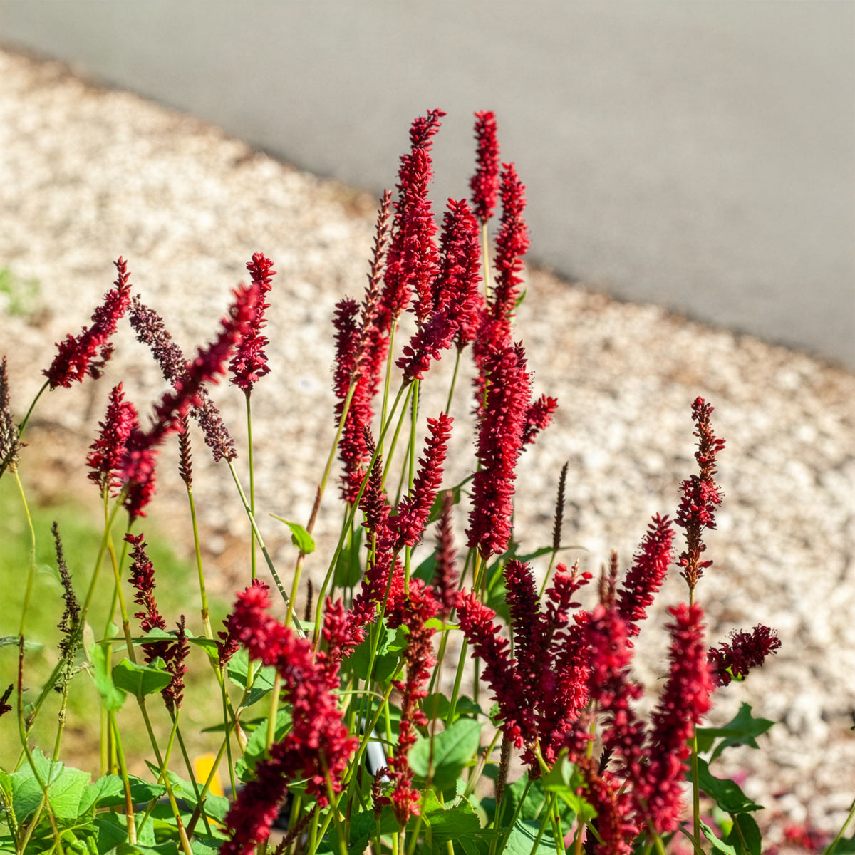 Renouée Blackfield - Persicaire - Persicaria amplexicaulis Blackfield - Willemse
