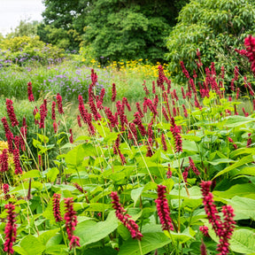 Persicaria amplexicaulis Blackfield - Renouée Blackfield - Persicaire - Renouée - Persicaire