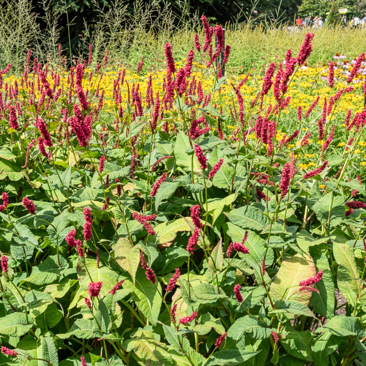 Renouée Fat Domino - Persicaire - Persicaria amplexicaulis Fat Domino - Willemse