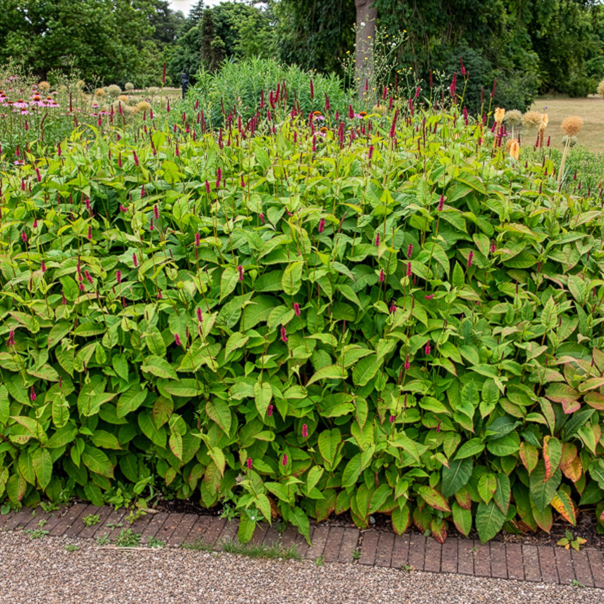Persicaria amplexicaulis Fat Domino - Renouée Fat Domino - Persicaire - Renouée - Persicaire