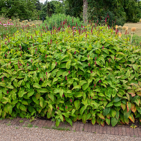 Persicaria amplexicaulis Fat Domino - Renouée Fat Domino - Persicaire - Renouée - Persicaire