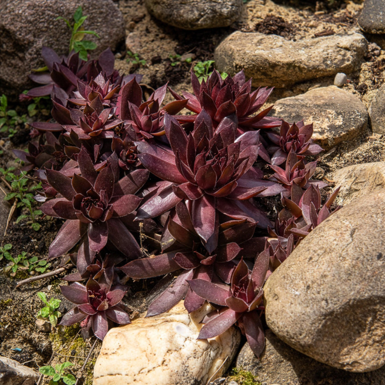 Sempervivum Chick Charms® Chocolate Kiss - Joubarbe Chick Charms® Chocolate Kiss - Sempervivum - Joubarbe - Sempervivum
