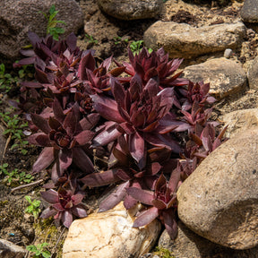 Sempervivum Chick Charms® Chocolate Kiss - Joubarbe Chick Charms® Chocolate Kiss - Sempervivum - Joubarbe - Sempervivum