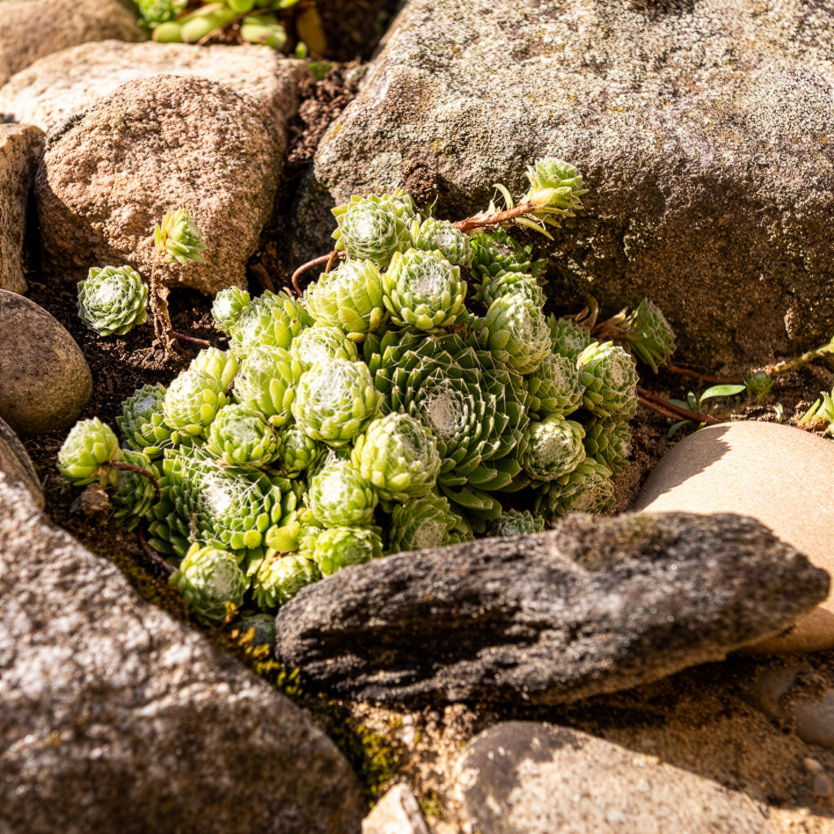 Joubarbe Chick Charms® Arctic white - Sempervivum - Sempervivum Chick Charms® Arctic white - Willemse