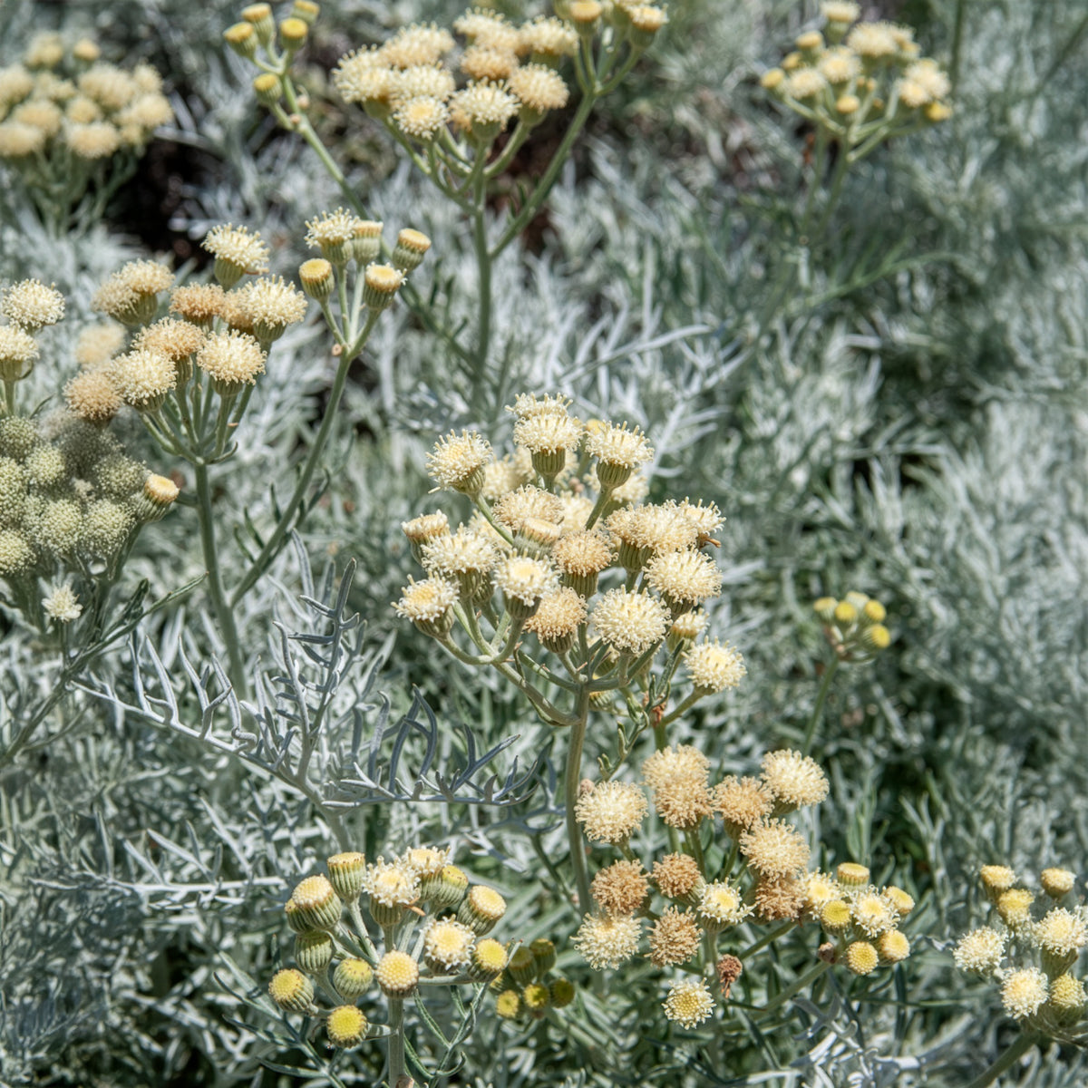 Seneçon argenté - Willemse