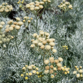 Seneçon argenté - Willemse