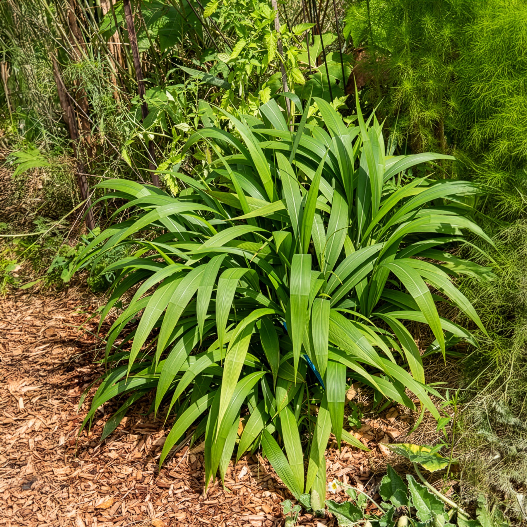 Graminées - Herbe palmier - Setaria palmifolia