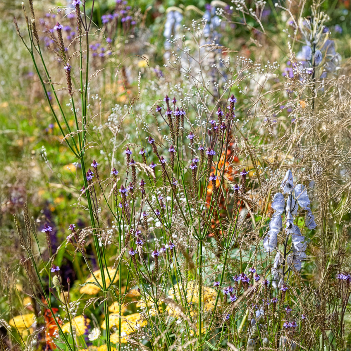 Verveine Lavender Spires - Verbena macdougalii Lavender Spires - Willemse