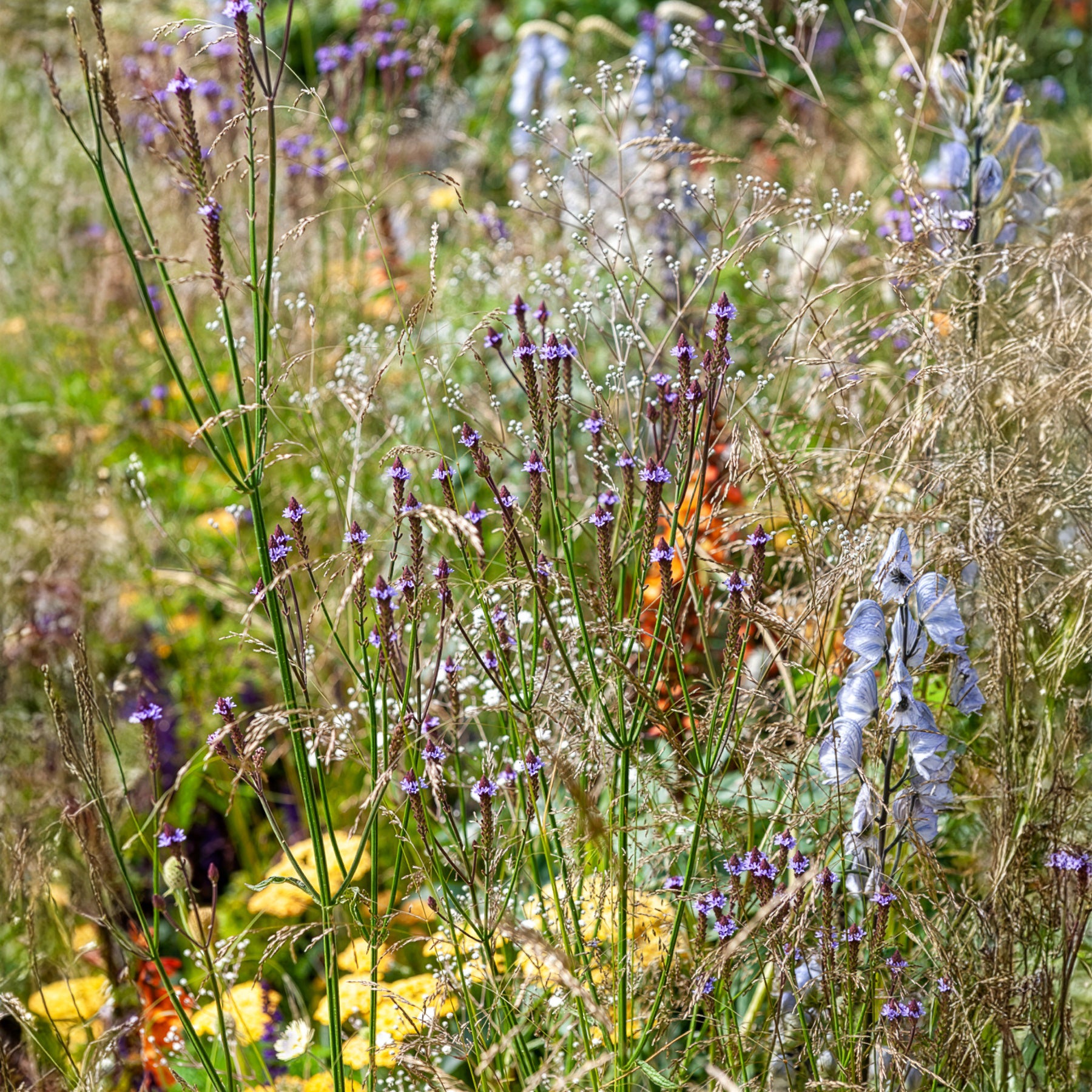 Verveine Lavender Spires - Verbena macdougalii Lavender Spires - Willemse