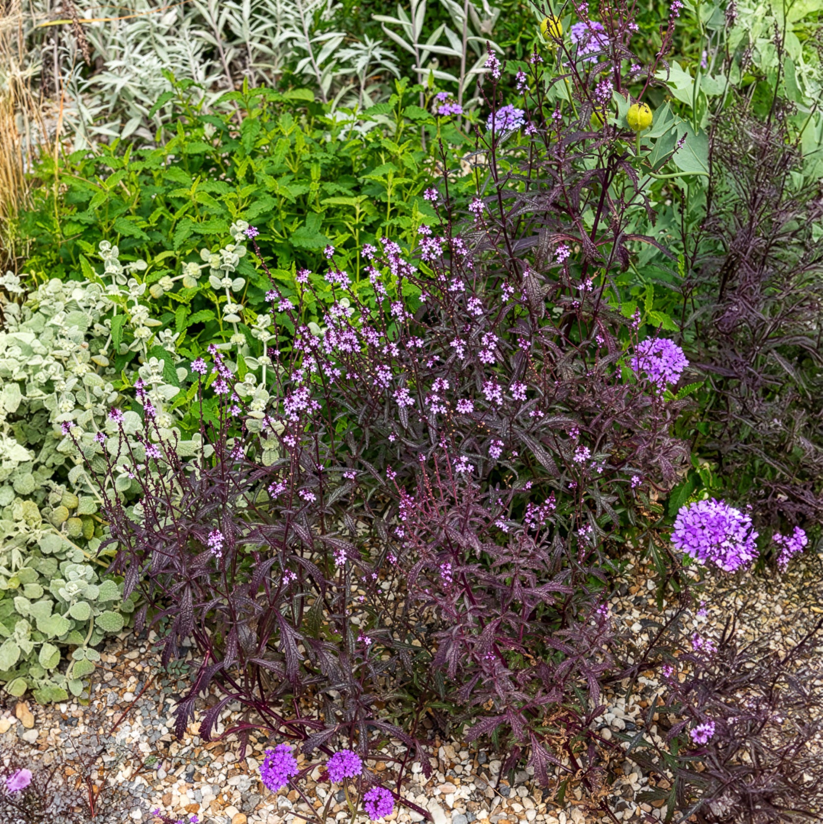 Verveine officinale Bampton - Willemse