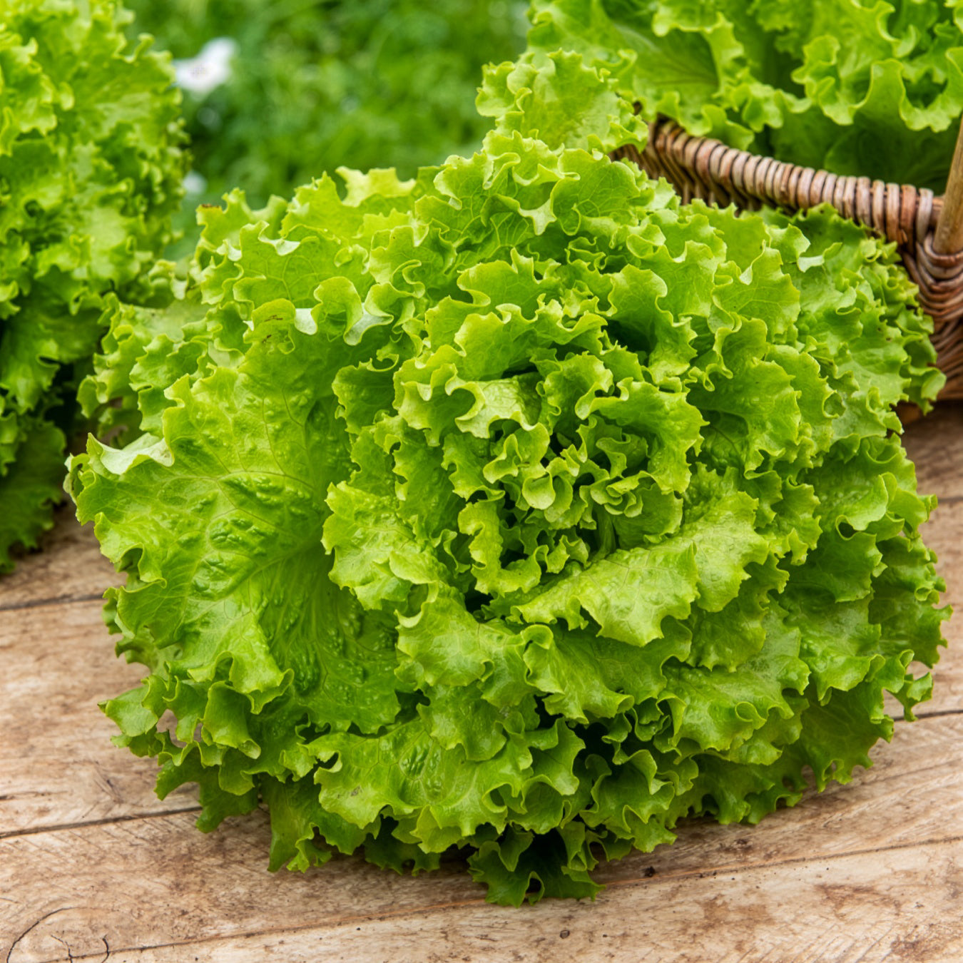 Laitue batavia Blonde Florine - Willemse