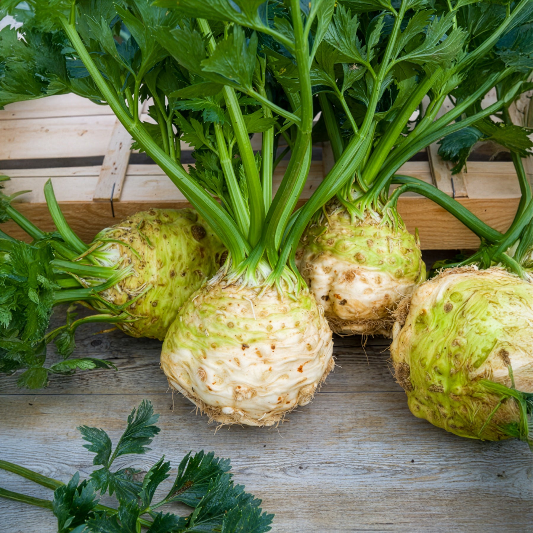 Céleri-rave Monarch - Willemse