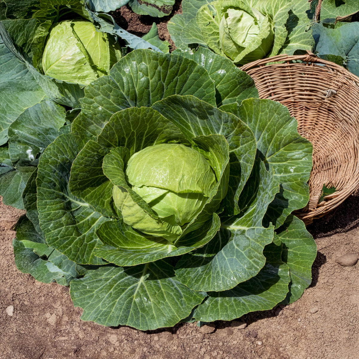 Chou cabus Tête de Pierre F1 - Brassica oleracea capitata Tête de Pierre F1 - Willemse