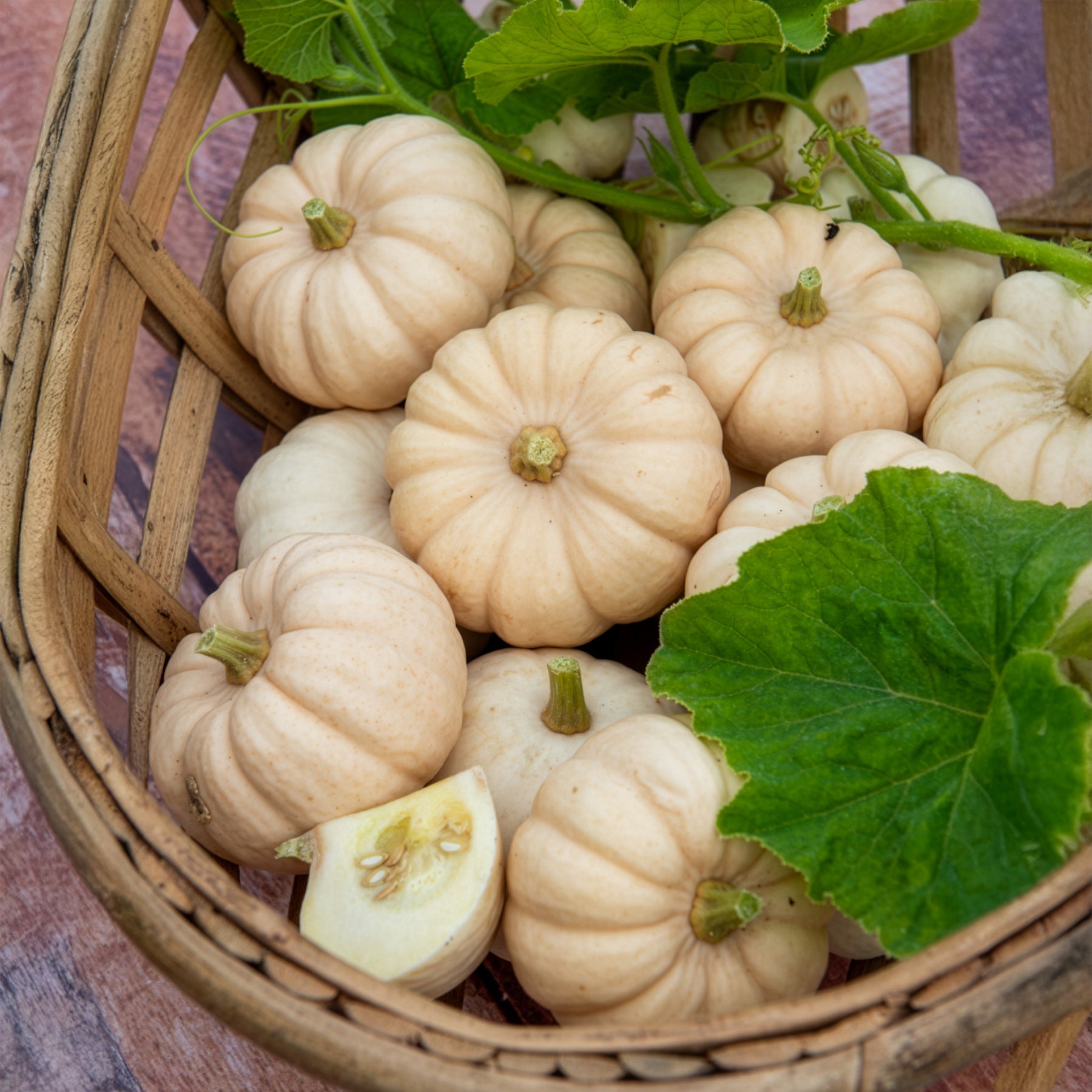 Courge Baby Boo - Cucurbita pepo Baby Boo - Willemse