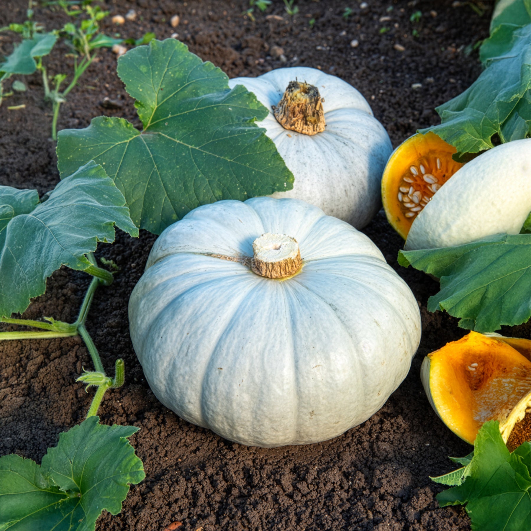 Potiron bleu de Hongrie - Cucurbita maxima Bleu de Hongrie - Willemse
