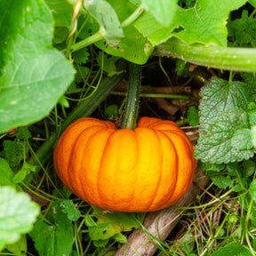 Cucurbita pepo Jack Be Little - Courge Jack Be Little - Courges