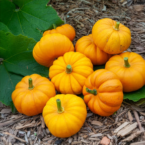 Courge Jack Be Little - Cucurbita pepo Jack Be Little - Willemse