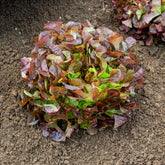 Laitue feuille de chêne rouge Eglantine - Willemse