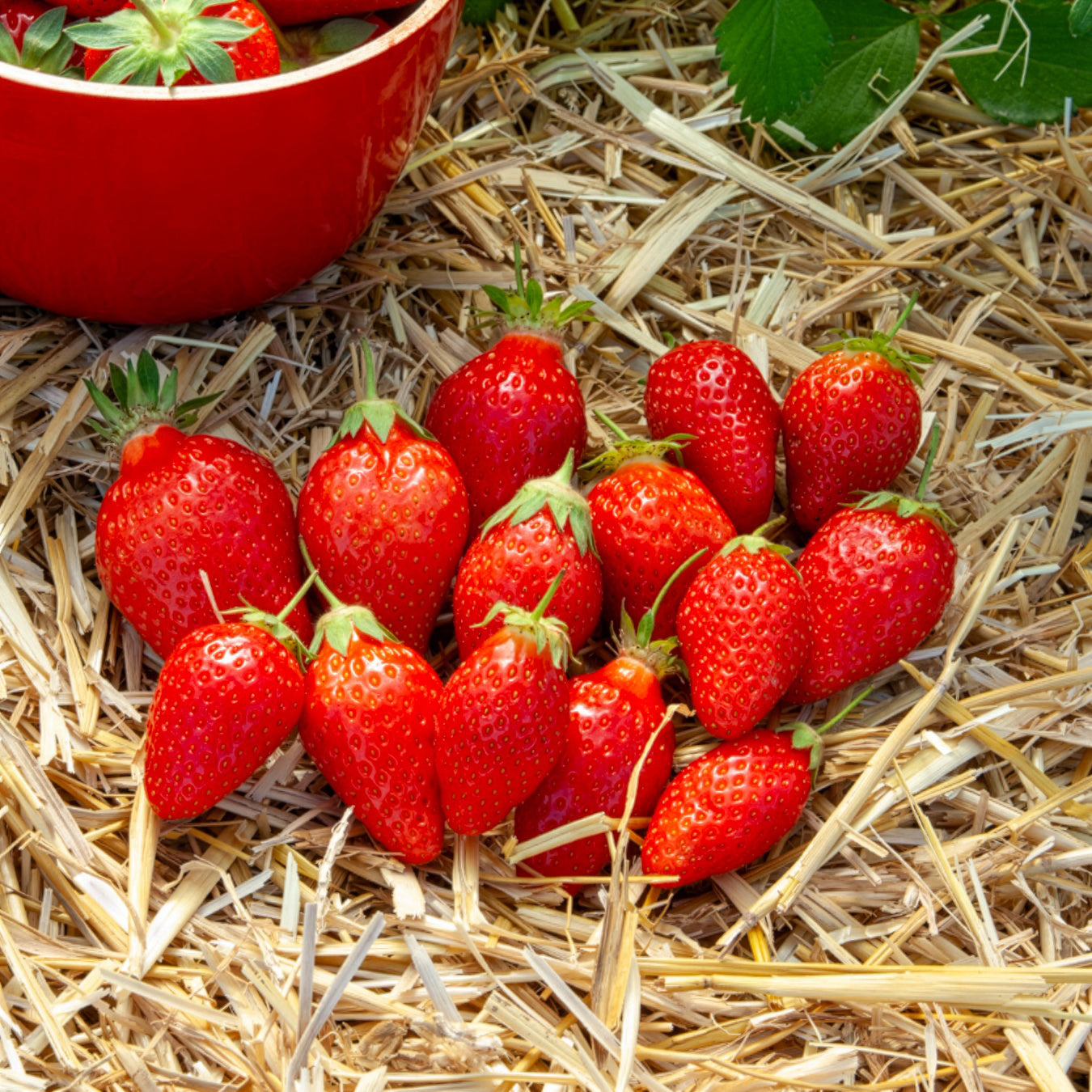 Fraisier Ciflorette - Willemse