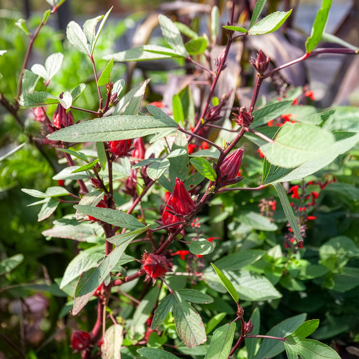 Hibiscus sabdariffa - Oseille de Guinée - Hibiscus sabdariffa - Willemse