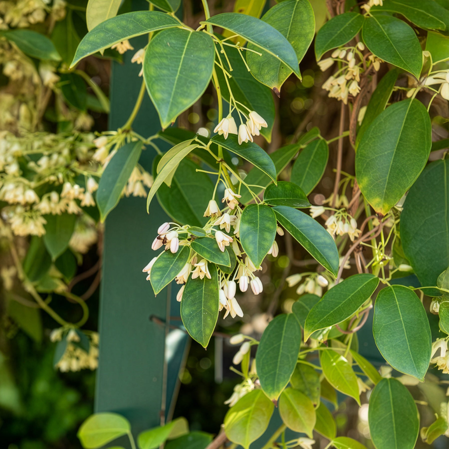 Holboellia coriacea - Vigne bleue de Chine - Plantes grimpantes à feuillage persistant