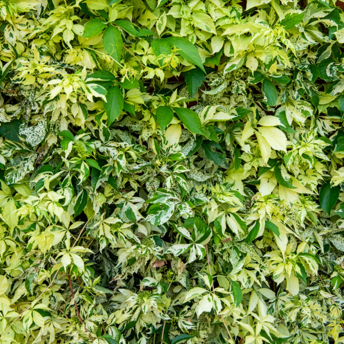 Vigne vierge Star shower® - Parthenocissus quinquefolia Star shower® Mooham - Willemse