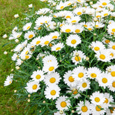 Marguerite des Canaries - Willemse