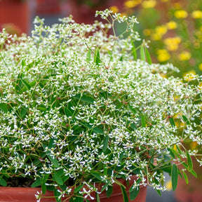 Euphorbe Diamond Frost - Euphorbia hypericifolia Diamond Frost - Willemse