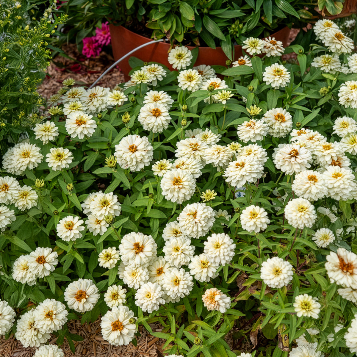 Zinnia Double Blanc - Willemse