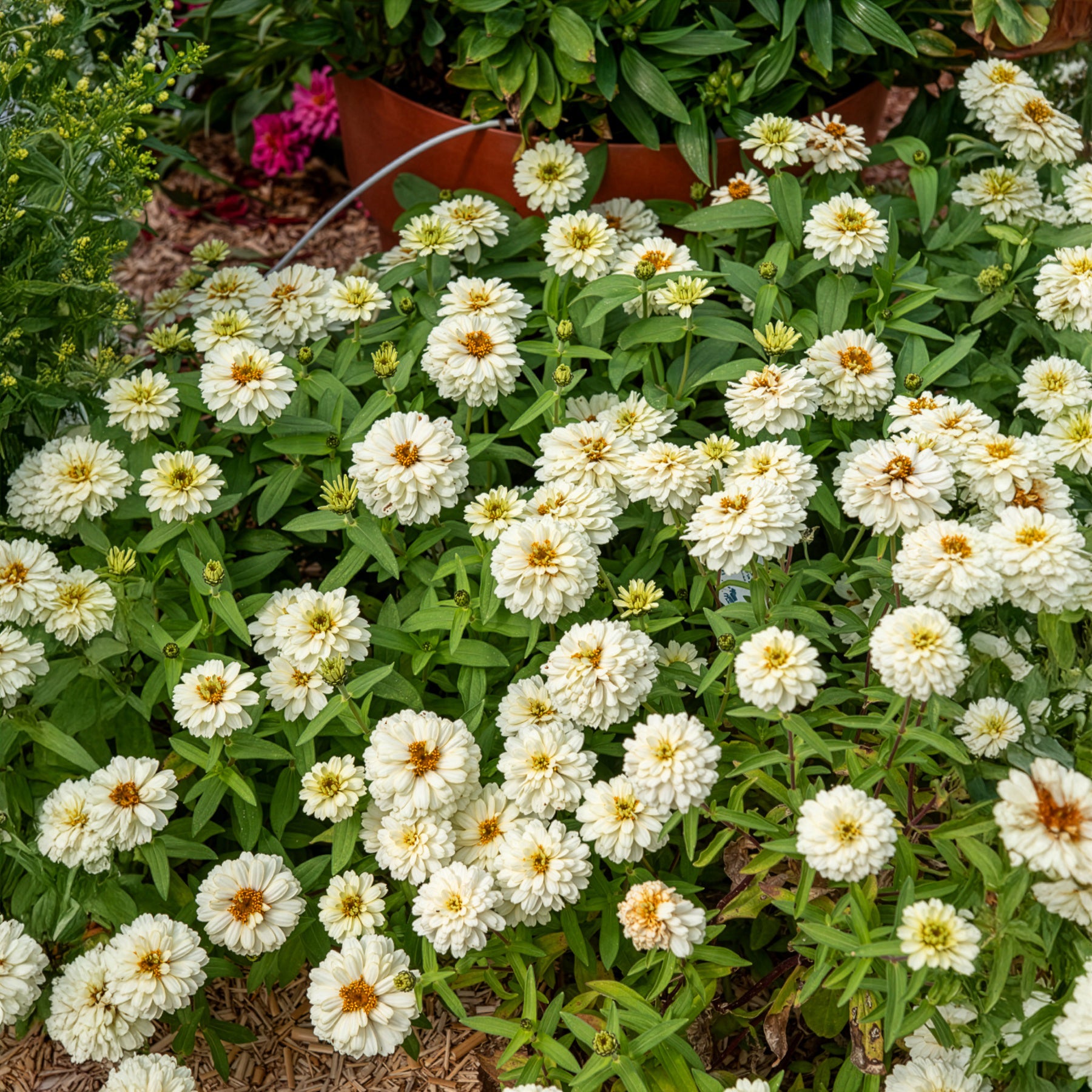 Zinnia Double Blanc - Willemse