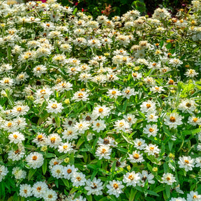Zinnia Double Blanc - Zinnia elegans white - Willemse