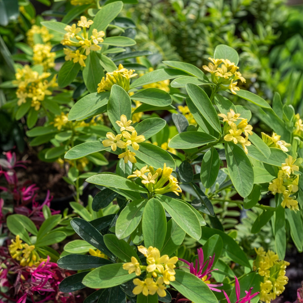 Daphne Royal Crown - Willemse