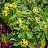 Daphne Royal Crown - Willemse