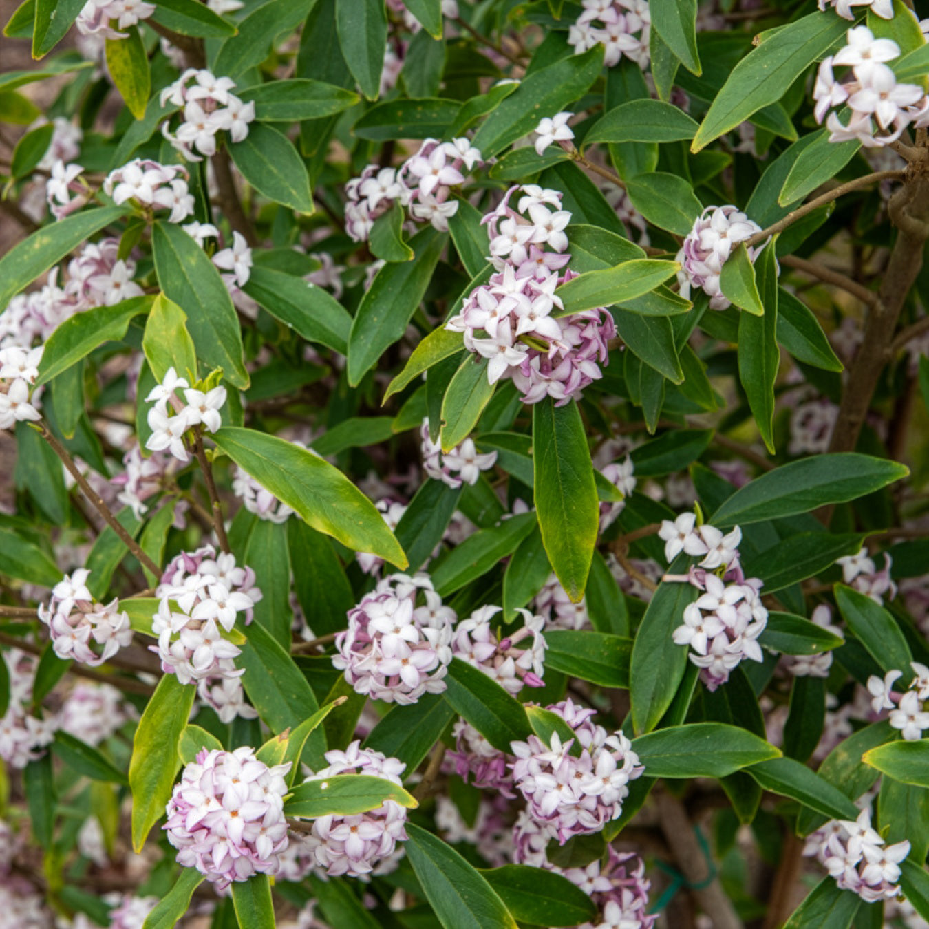 Daphne odora Perfum Princess White - Daphne Perfum Princess White - Daphne