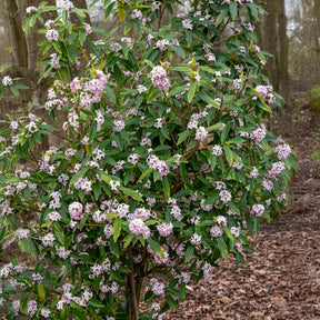 Daphne - Daphne Perfum Princess White - Daphne odora Perfum Princess White