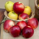 Pommier Gloster - Willemse