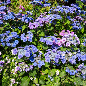 Hortensia Zorro Bleu