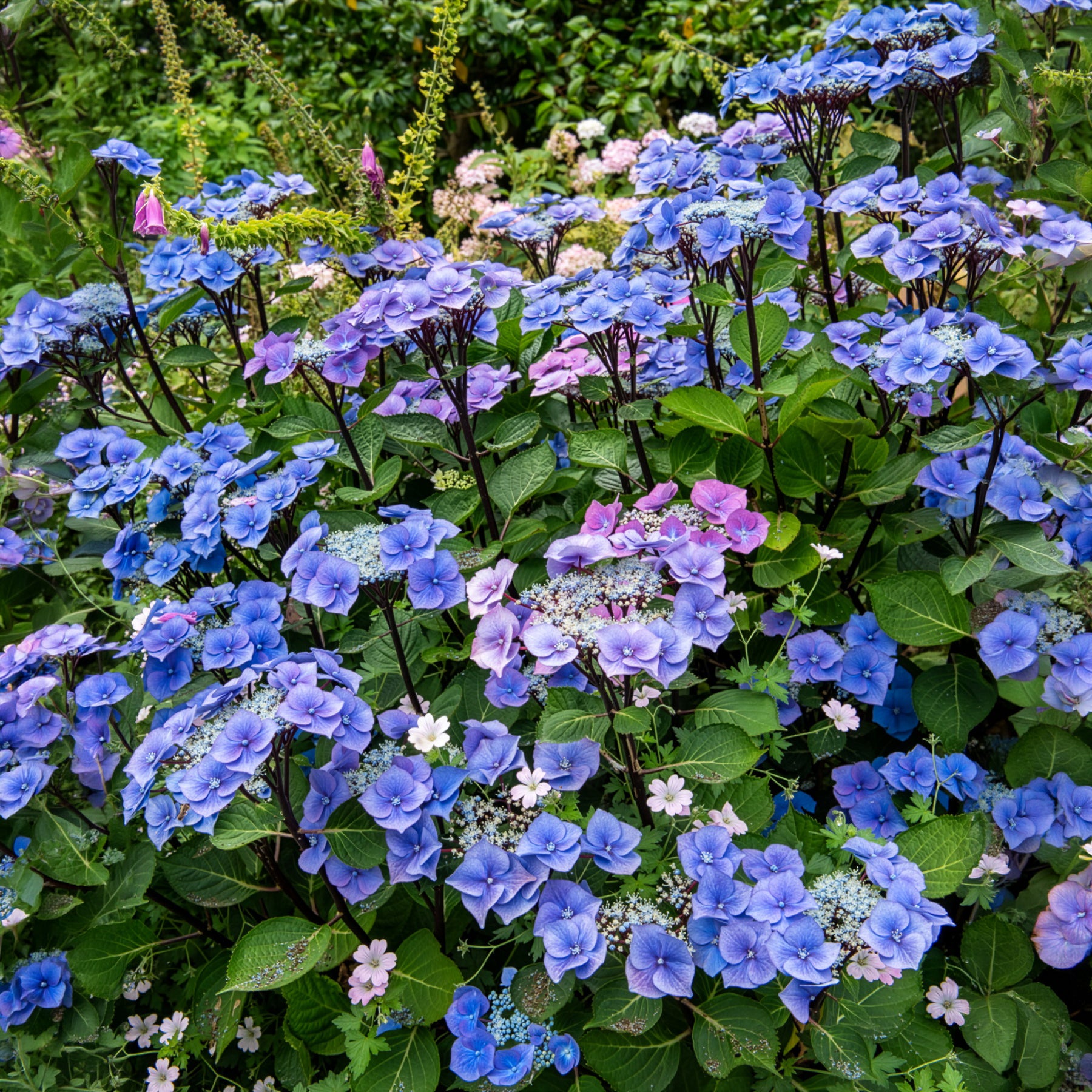 Hortensia Zorro Bleu