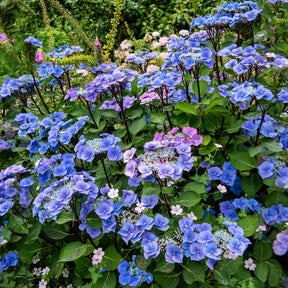 Hortensia Zorro Bleu