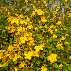 Vente Corête du Japon Golden Guinea - Kerria japonica Golden Guinea