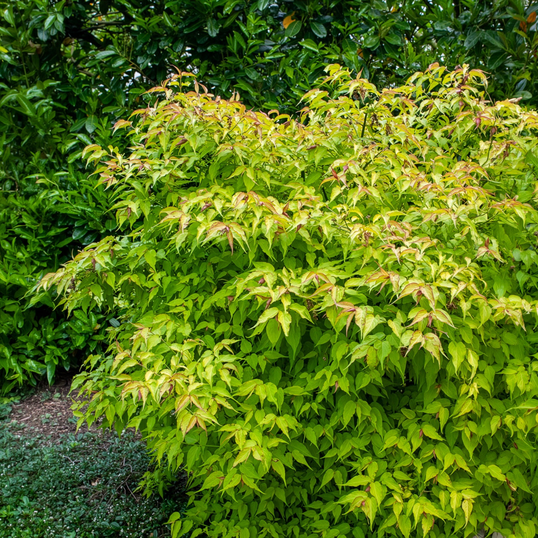Arbre aux faisans Golden Lanterns