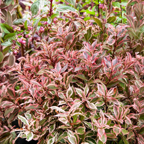 Weigela florida Monet - Weigélia Monet - Weigelias