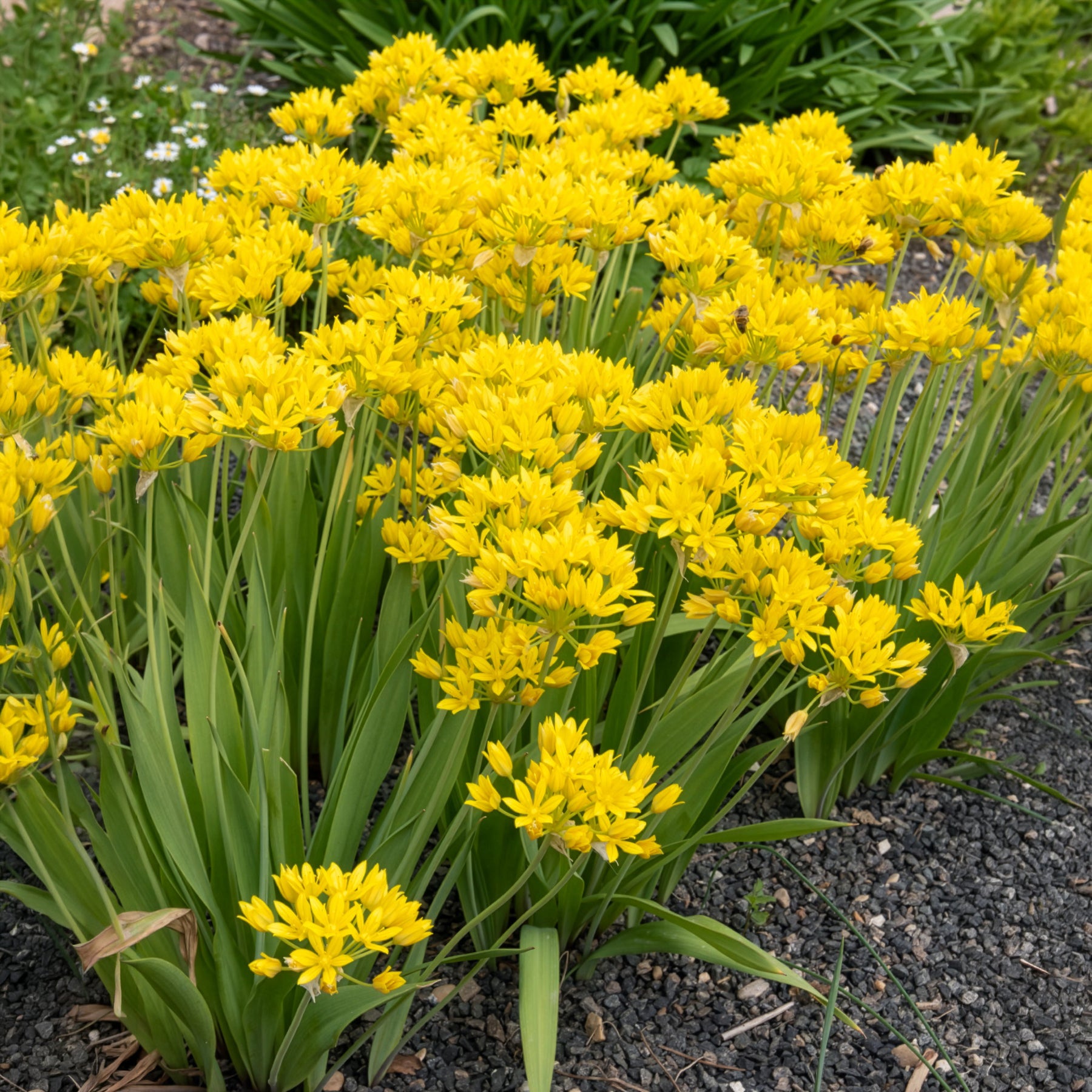 Allium doré