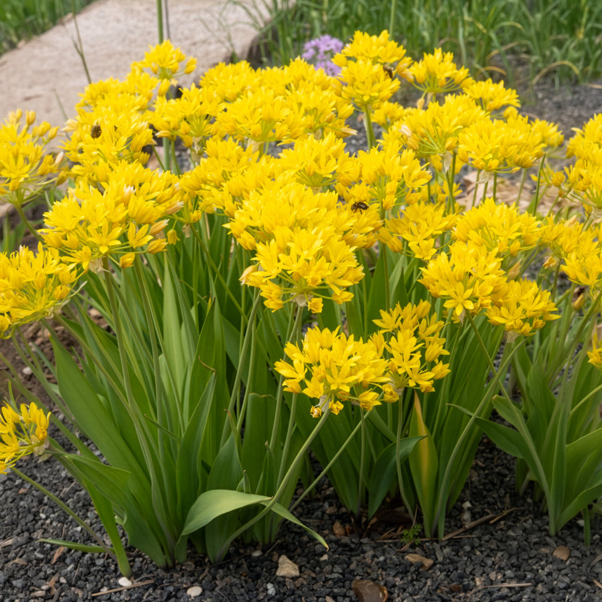 Allium doré - Allium moly - Willemse