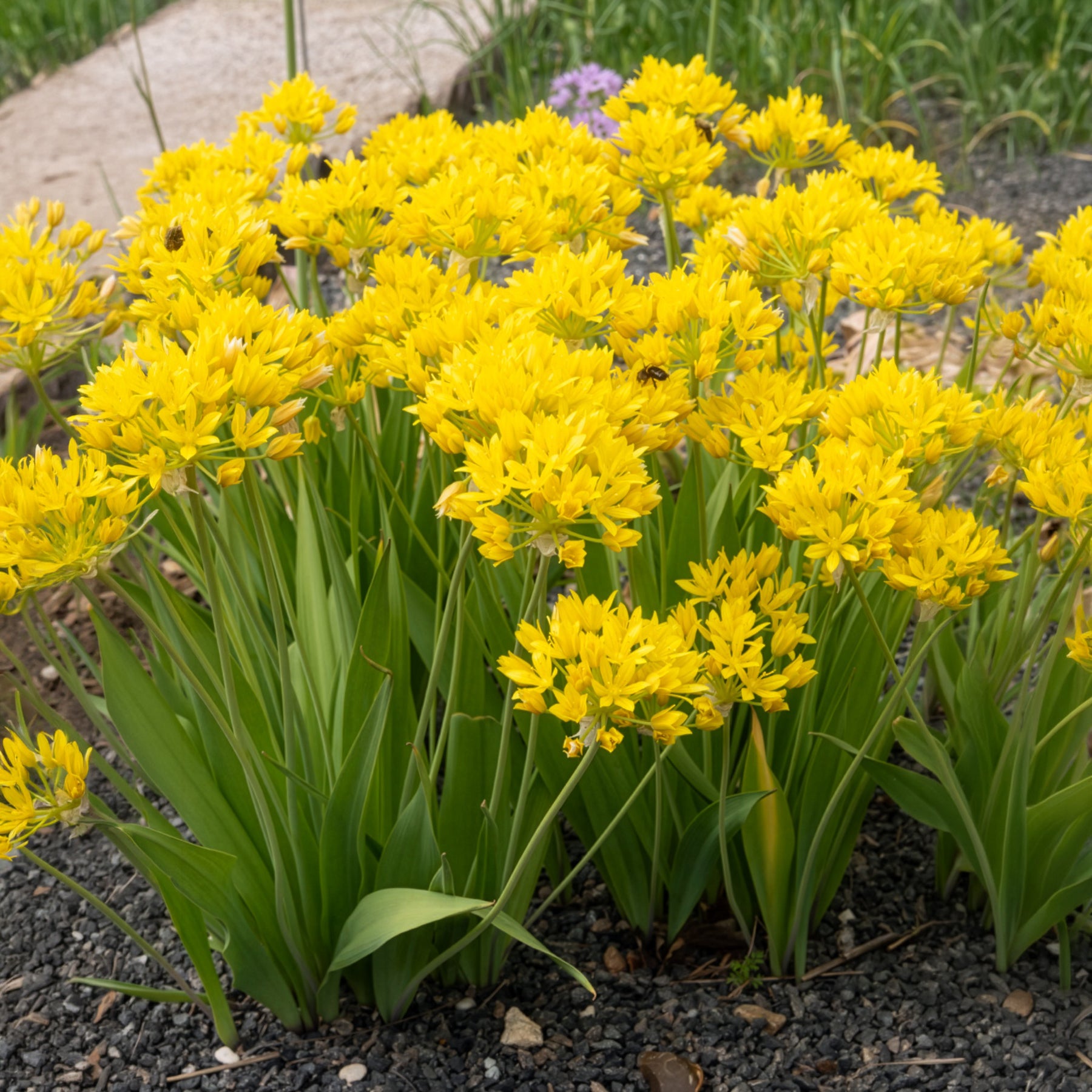 Allium doré - Allium moly - Willemse
