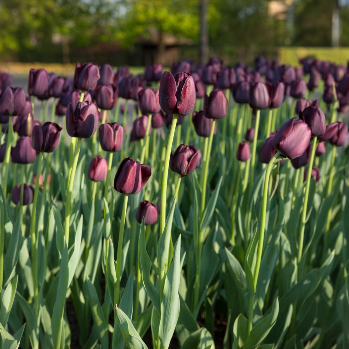 Tulipe Queen of Night - Tulipa Queen of Night - Willemse