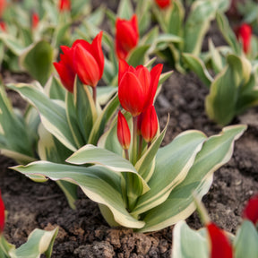  - Tulipe Unicum - Tulipa praestans Unicum
