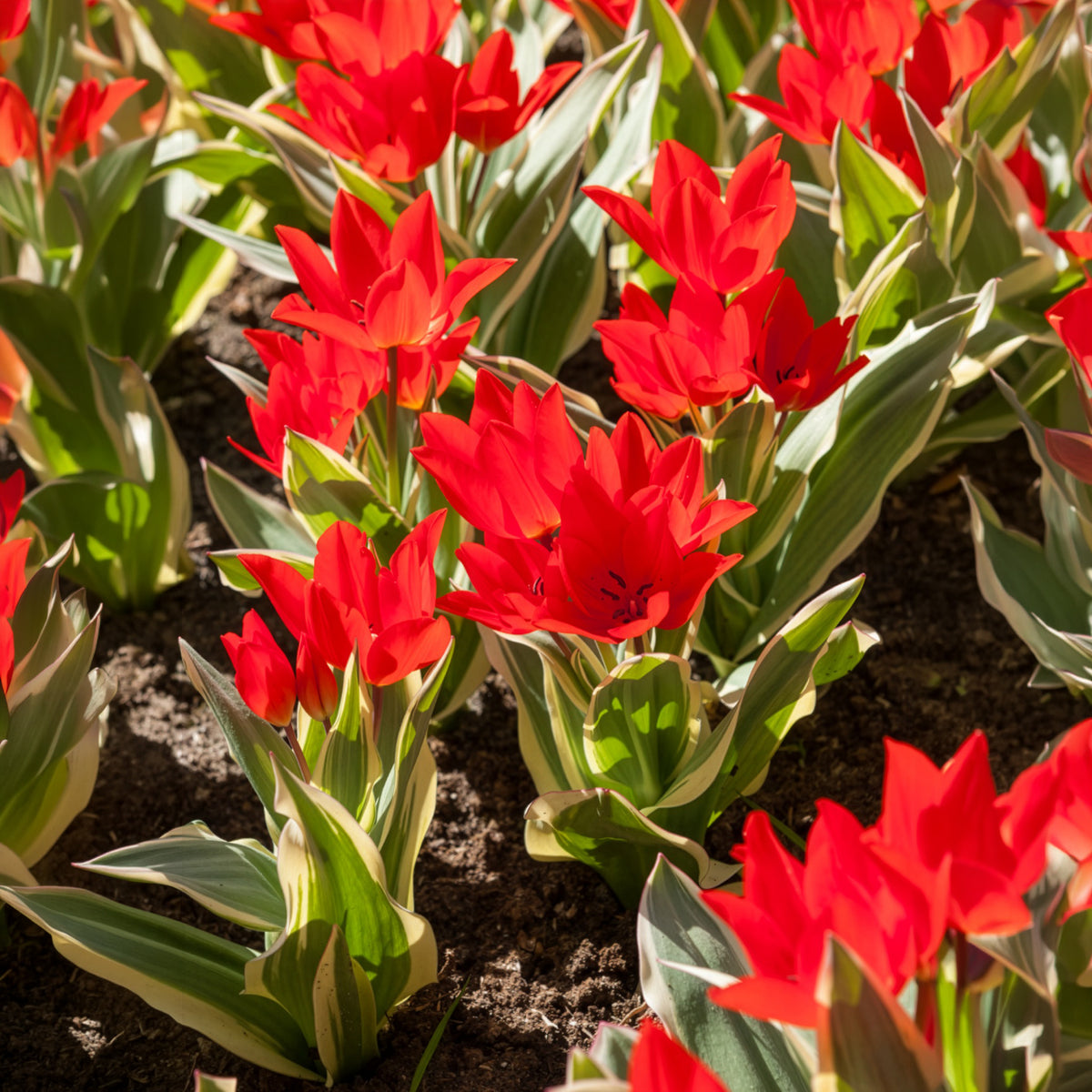 Tulipe Unicum - Tulipa praestans Unicum - Willemse