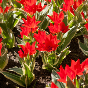 Tulipe Unicum - Tulipa praestans Unicum - Willemse