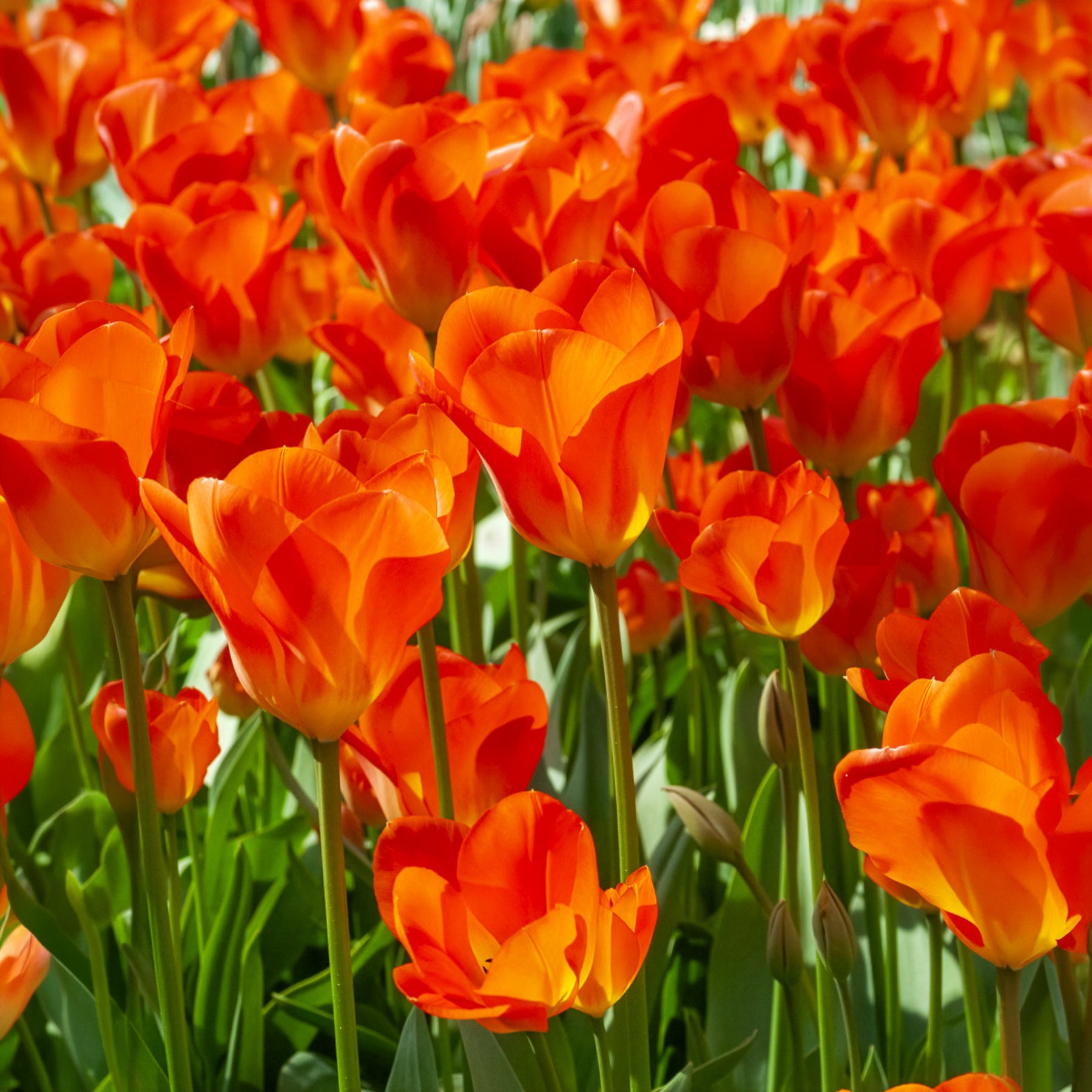 Tulipa Orange Breeze, Blushing Apeldorn, Appeldorn's Elite, Narcissus Martinette - Bulbes de printemps pour massif jaune et orange  - Bulbes à floraison printanière